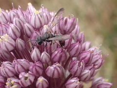 Cerceris concinna