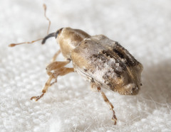 Lignyodes