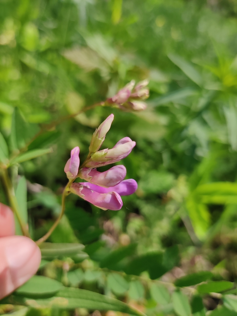 American vetch from Deerfield, IL, USA on May 29, 2022 at 01:53 PM by ...