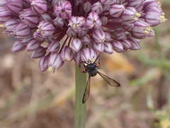 Cerceris concinna