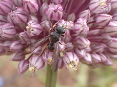 Cerceris concinna