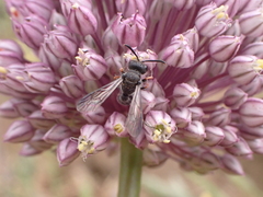 Cerceris concinna