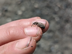 Trichalophus alternatus