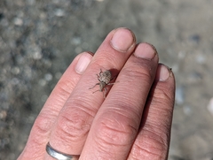 Trichalophus alternatus