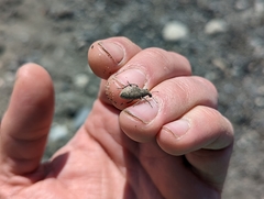 Trichalophus alternatus