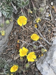 Potentilla concinna