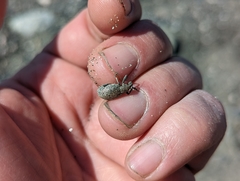 Trichalophus alternatus