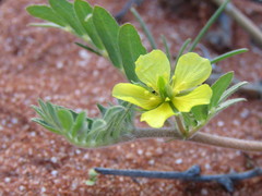 Tribulus hystrix
