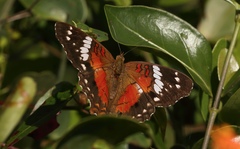Anartia amathea