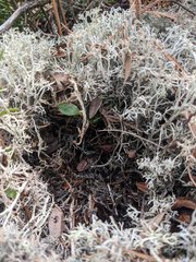 Cladonia stygia