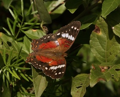 Anartia amathea
