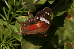 Anartia amathea