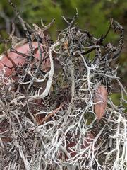 Cladonia stygia