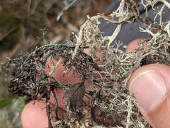 Cladonia stygia