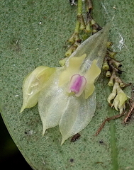 Lepanthes dunstervilleorum
