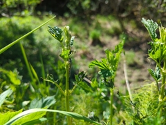 Aglais milberti