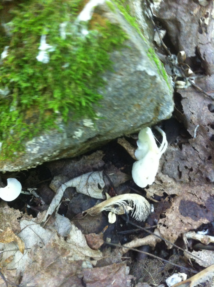 Lichen Source Fungi Including Lichens from 5055 Boul des Sources, Montréal, QC, CA on ...