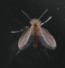 Phlebotominae