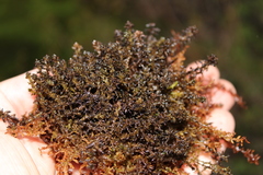 Sphagnum pylaesii