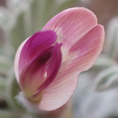 Astragalus purshii