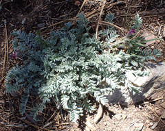 Astragalus purshii