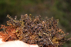 Sphagnum pylaesii