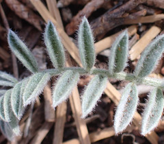 Astragalus purshii