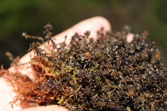 Sphagnum pylaesii