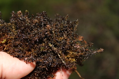 Sphagnum pylaesii