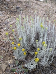 Ericameria nauseosa speciosa