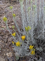 Ericameria nauseosa speciosa