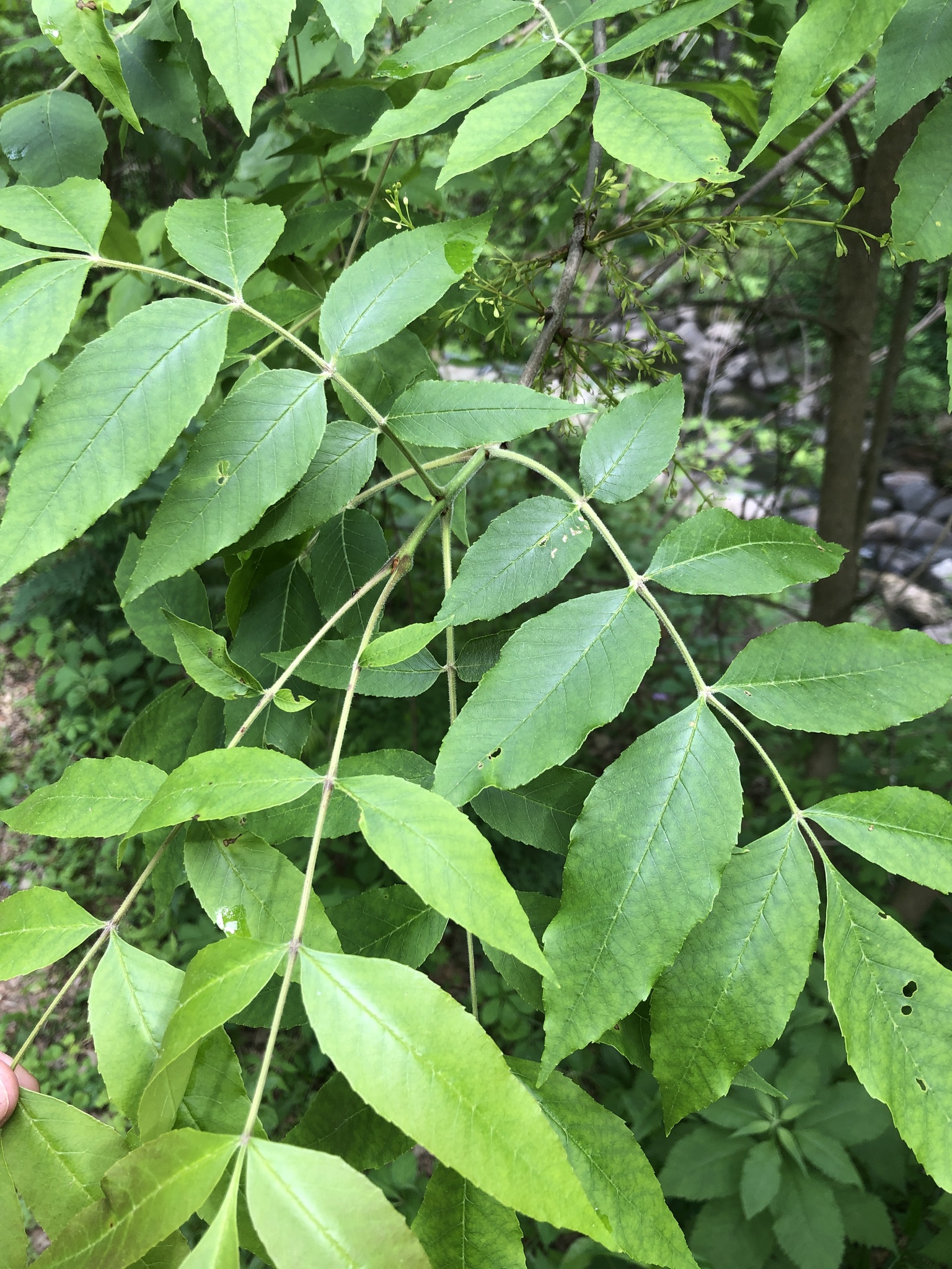 Fraxinus pennsylvanica
