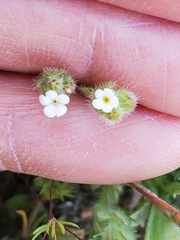 Plagiobothrys tenellus