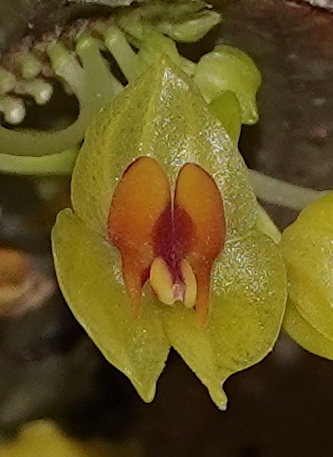 Lepanthes gargantua