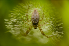 Argiope aurantia image