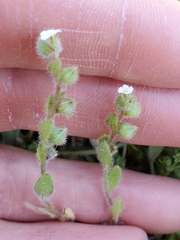 Plagiobothrys tenellus