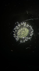 Conochilus hippocrepis