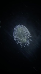 Conochilus hippocrepis