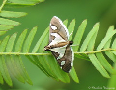 Glyphodes bicolor