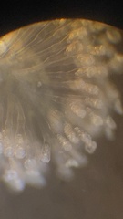 Conochilus hippocrepis