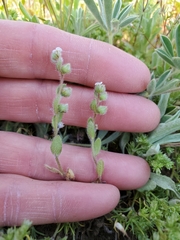 Plagiobothrys tenellus