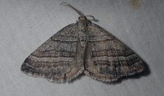 Scotopteryx coarctaria