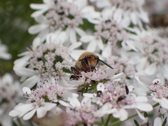 Colletes dimidiatus