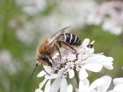 Colletes dimidiatus