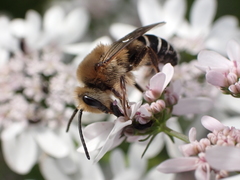 Colletes dimidiatus