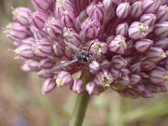 Cerceris concinna