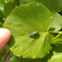 Lamprodila rutilans