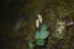 Specklinia microphylla