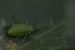 Leptophyes punctatissima