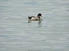 Anas platyrhynchos domesticus